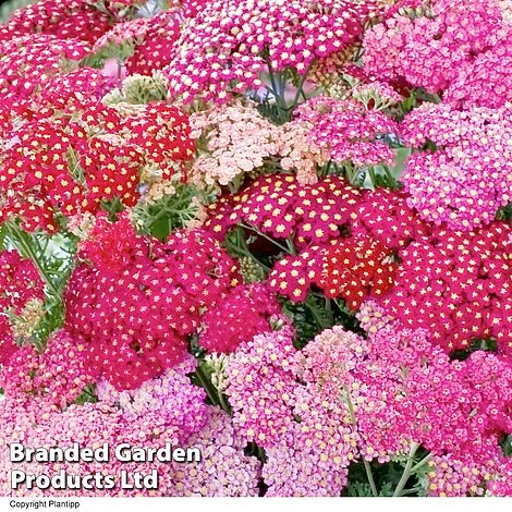 Achillea Millefolium 'Summer Pastels' 2 Achillea Millefolium 'Summer Pastels' - Image 2