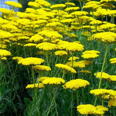 Achillea Filipendulina 'Coronation Gold' 1 Achillea Filipendulina 'Coronation Gold'
