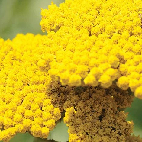 Achillea Filipendulina 'Cloth Of Gold' 2 Achillea Filipendulina 'Cloth Of Gold' - Image 2