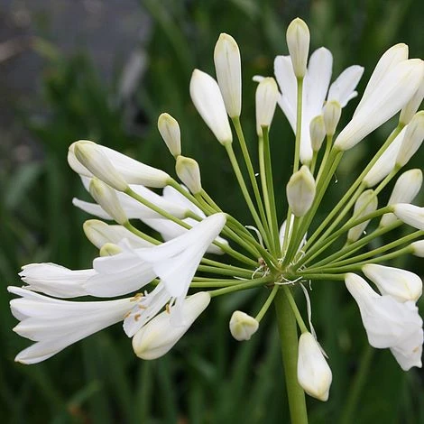 Agapanthus Africanus 'Albus' 1 Agapanthus Africanus 'Albus'