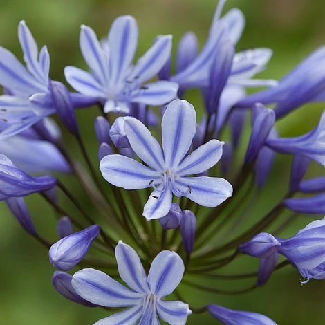 Agapanthus 'Sweet Surprise' 1 Agapanthus 'Sweet Surprise'