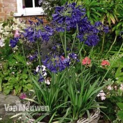 Agapanthus 'Flower Of Love' -Agapanthus Flowers Store AGAP V72561 D