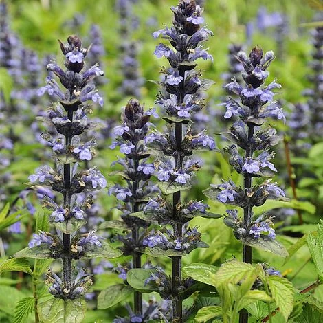 Ajuga Reptans 'Catlins Giant' 1 Ajuga Reptans 'Catlins Giant'
