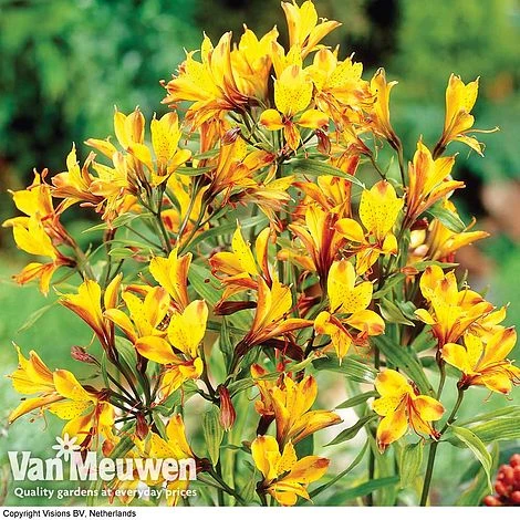 Alstroemeria 'Sweet Laura' 1 Alstroemeria 'Sweet Laura'