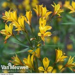 Alstroemeria 'Sweet Laura' 8 Alstroemeria 'Sweet Laura' -Agapanthus Flowers Store ALST 61567 D