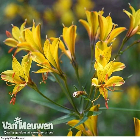 Alstroemeria 'Sweet Laura' 2 Alstroemeria 'Sweet Laura' - Image 2