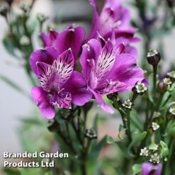 Alstroemeria 'Butterfly Hybrids' -Agapanthus Flowers Store ALST BUTTERHYB L39298