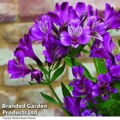 Alstroemeria 'Butterfly Hybrids' -Agapanthus Flowers Store ALST BUTTERHYB T19299