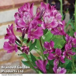 Alstroemeria 'Butterfly Hybrids' -Agapanthus Flowers Store ALST BUTTERHYB T19348
