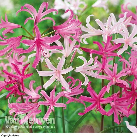 Amarine 'BellaDiva Mixed' 1 Amarine 'BellaDiva Mixed'