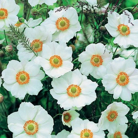 Anemone X Hybrida 'Honorine Jobert' 1 Anemone X Hybrida 'Honorine Jobert'