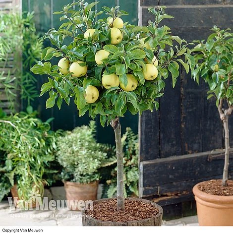 Apple 'Golden Delicious' (Mini Fruit Tree) 1 Apple 'Golden Delicious' (Mini Fruit Tree)