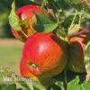 Apple 'Braeburn'