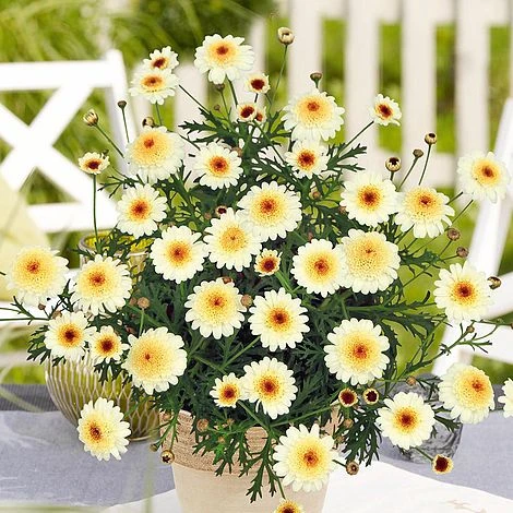 Argyranthemum 'Double Espresso Macchiato' 1 Argyranthemum 'Double Espresso Macchiato'