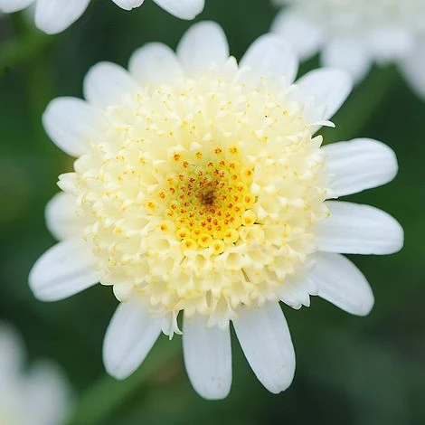 Argyranthemum 'Double Espresso Macchiato' 2 Argyranthemum 'Double Espresso Macchiato' - Image 2