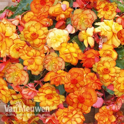 Begonia 'Cascading Fireball' 2 Begonia 'Cascading Fireball' - Image 2