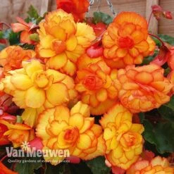 Begonia 'Cascading Fireball' 5 Begonia 'Cascading Fireball' -Agapanthus Flowers Store BEGO 69301 C
