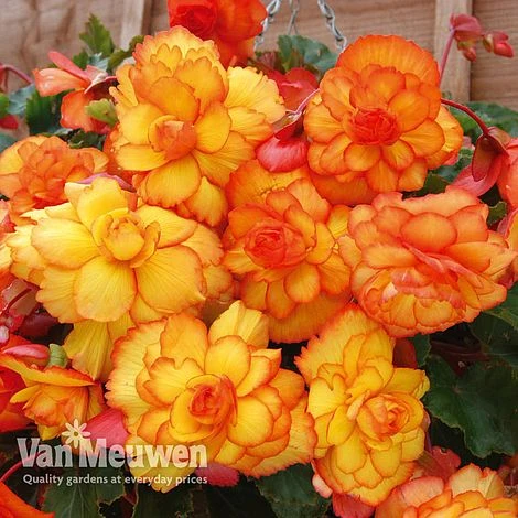 Begonia 'Cascading Fireball' 3 Begonia 'Cascading Fireball' - Image 3