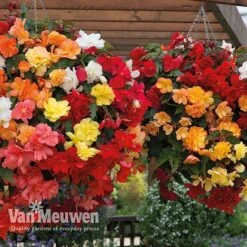 Begonia 'Illumination Mixed' 12 Begonia 'Illumination Mixed' -Agapanthus Flowers Store BEGO P86758 B