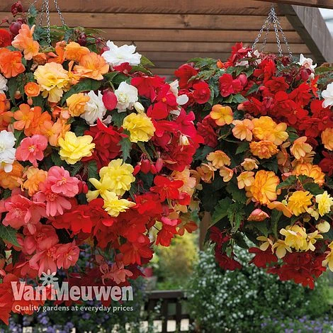 Begonia 'Illumination Mixed' 3 Begonia 'Illumination Mixed' - Image 3