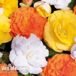 Begonia 'Nonstop Citrus Mix' 11 Begonia 'Nonstop Citrus Mix' -Agapanthus Flowers Store BEGO V48976 C