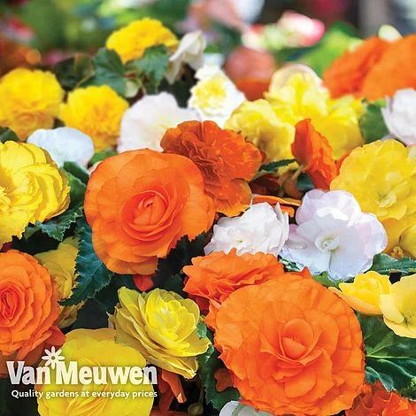 Begonia 'Nonstop Citrus Mix' 2 Begonia 'Nonstop Citrus Mix' - Image 2