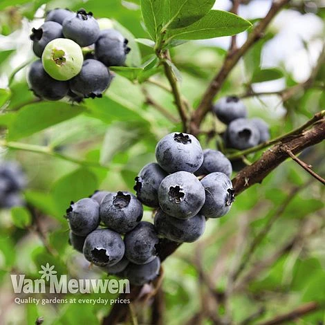 Blueberry 'Full Season Collection' 2 Blueberry 'Full Season Collection' - Image 2