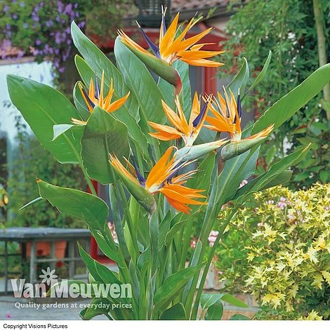 Bird Of Paradise Flower 1 Bird Of Paradise Flower
