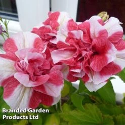 Petunia 'Cherry Ripple' (Tumbelina Series) 7 Petunia 'Cherry Ripple' (Tumbelina Series) -Agapanthus Flowers Store BrandedGP Copyright Image cherry3