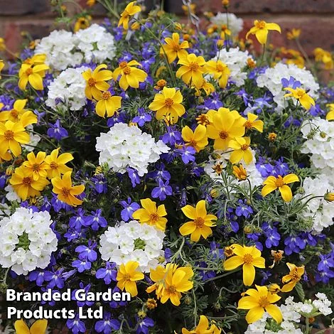 Sherbet Lemon Mix 1 Sherbet Lemon Mix