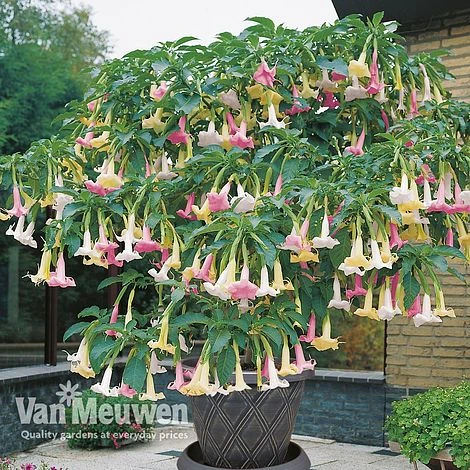 Angels Trumpet Tricolour 1 Angels Trumpet Tricolour