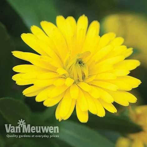 Calendula 'Power Daisy' Collection 2 Calendula 'Power Daisy' Collection - Image 2