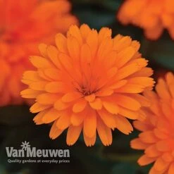 Calendula 'Power Daisy' Collection 7 Calendula 'Power Daisy' Collection -Agapanthus Flowers Store CALE VKA1013 C
