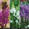 Camassia Collection