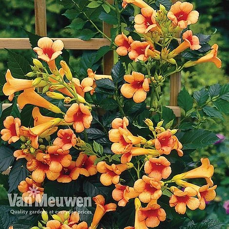 Campsis X Tagliabuana 'Indian Summer' 1 Campsis X Tagliabuana 'Indian Summer'