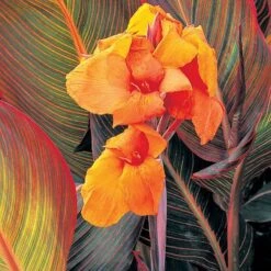 Canna 'Tropicanna'