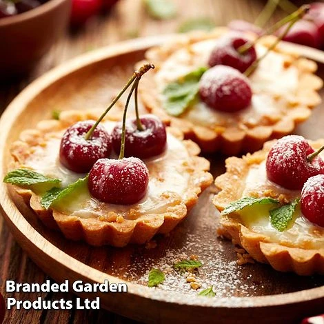 Cherry 'Sylvia' (Mini Fruit Tree) 6 Cherry 'Sylvia' (Mini Fruit Tree) - Image 6