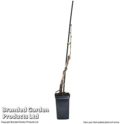 Cherry 'Sylvia' (Mini Fruit Tree) 13 Cherry 'Sylvia' (Mini Fruit Tree) -Agapanthus Flowers Store CHER T10442 G