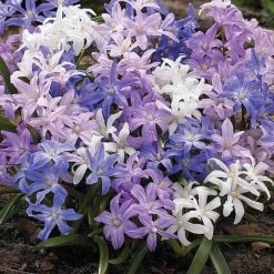 Bumper Spring Bulb Collection 12 Bumper Spring Bulb Collection -Agapanthus Flowers Store CHIO T45521 A h