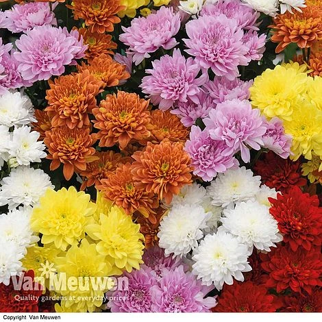 Chrysanthemum 'Decorative' 1 Chrysanthemum 'Decorative'