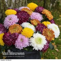 Chrysanthemum 'Incurved Mixed' -Agapanthus Flowers Store CHRY 72960 B