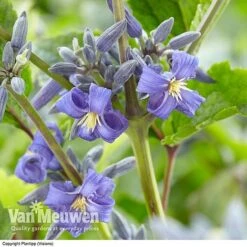 Clematis 'New Love' 10 Clematis 'New Love' -Agapanthus Flowers Store CLEM V56881 A1