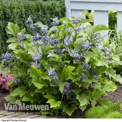 Clematis 'New Love' 9 Clematis 'New Love' -Agapanthus Flowers Store CLEM V56881 C