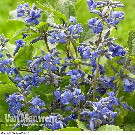 Clematis 'New Love' 1 Clematis 'New Love'