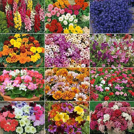 Annual Bedding Plants Collection 1 Annual Bedding Plants Collection
