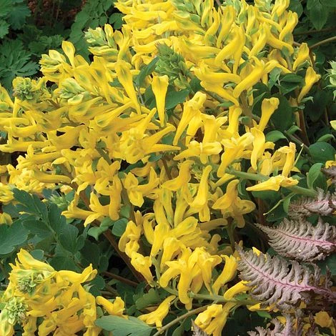 Corydalis 'Canary Feathers' 1 Corydalis 'Canary Feathers'