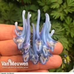 Agapanthus Flowers Store 10 Agapanthus Flowers Store -Agapanthus Flowers Store CORY V59580 B