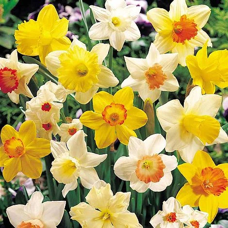 Daffodil 'Bumper Collection' 1 Daffodil 'Bumper Collection'