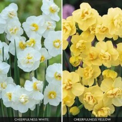 New Release 12 Daffodil 'Cheerfulness Duo'