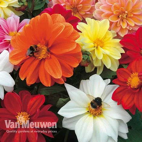 Dahlia 'Patio Choice' Mix 1 Dahlia 'Patio Choice' Mix